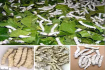 Phương pháp giúp vòng một nở nang đầy đặn