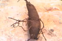 Kỳ lạ nhân sâm tử thần: Người độc địa ăn vào khó qua khỏi? 