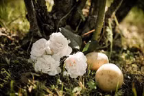 Cách trồng hoa hồng bằng khoai tây cực đơn giản lại cho hoa rực rỡ