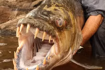 Top thủy quái nước ngọt ghê gớm và nguy hiểm nhất trên thế giới