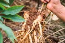Thứ rễ cây đắt đỏ phương Tây thèm khát: Mọc nhan nhản ở Châu Á!