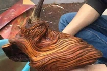 Thấy khúc gỗ lạ trong mộ tổ, chuyên gia thốt lên: "Phát tài rồi!" 