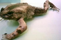 Kinh ngạc những động vật sở hữu “siêu năng lực”, có loài bất tử