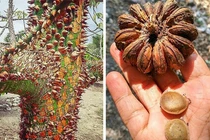 Cây huýt sáo, quả phát nổ và những thực vật có “siêu năng lực"