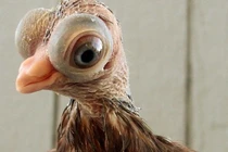 Loài bồ câu quý hiếm có vẻ ngoài giống như người ngoài hành tinh