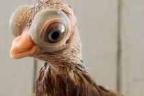 Loài bồ câu quý hiếm có vẻ ngoài giống như người ngoài hành tinh