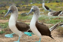 Chim siêu lùn dáng đi ngộ nghĩnh, thể hiện tình yêu qua... đôi chân