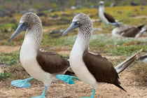 Chim siêu lùn dáng đi ngộ nghĩnh, thể hiện tình yêu qua... đôi chân