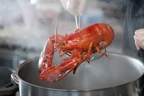 Sự thật tôm hùm đau đớn khi bị luộc sống? 