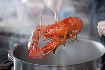 Sự thật tôm hùm đau đớn khi bị luộc sống? 