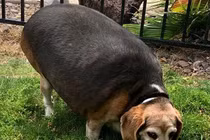 Giảm 13kg, chú chó “lột xác ngoạn mục” trở thành... chuẩn soái ca