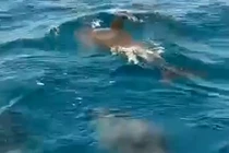 Đàn cá heo kéo về "nhảy múa" ở biển Khánh Hòa: Điềm báo may mắn? 