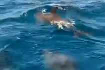 Đàn cá heo kéo về "nhảy múa" ở biển Khánh Hòa: Điềm báo may mắn? 