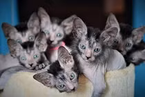 Lạ lẫm giống mèo “ma sói” siêu hiếm cả TG chỉ vài chục con