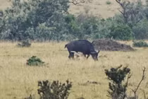 Sư tử đực tấn công trâu rừng thì bị kéo lê và giẫm đạp