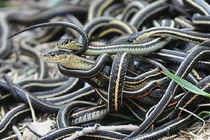 Sự kiện kinh hoàng nào khiến Trái đất bước vào “kỷ nguyên của rắn”? 