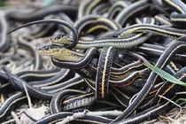 Sự kiện kinh hoàng nào khiến Trái đất bước vào “kỷ nguyên của rắn”? 