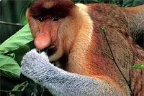 Chiếc mũi dài "siêu dị" không đụng hàng của loài khỉ lạ