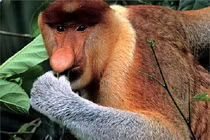 Chiếc mũi dài "siêu dị" không đụng hàng của loài khỉ lạ