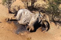 Phát hiện thủ phạm “thảm sát” hơn 300 con voi bên cạnh các hồ nước