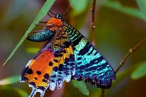 Những động vật đẹp nhất thế giới khiến bạn không thốt lên lời