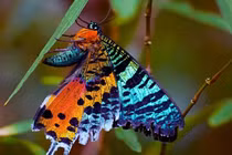 Những động vật đẹp nhất thế giới khiến bạn không thốt lên lời