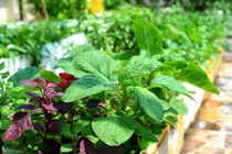 5 loại rau giá rẻ như cho có tác dụng ngừa K hiệu quả 