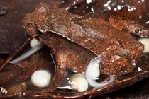 Loài ếch mới phát hiện đặc biệt nhất TG: Nuôi con đầy “dị thường” 