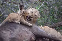 Sư tử mẹ "nổi đóa" đánh con nhỏ vì bị giành ăn 