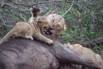 Sư tử mẹ "nổi đóa" đánh con nhỏ vì bị giành ăn 