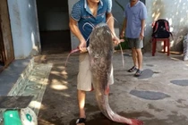 Bí mật loài "thủy quái” đuôi đỏ trứ danh đất Gia Lai: Cực đắt giá 