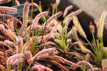 Tận mục loài cây ăn thịt gây sốt một thời đang dần hồi sinh 