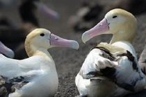 Giải mã cái chết bí ẩn của hàng triệu con chim hải âu đuôi ngắn