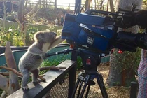 Khó tin cuộc sống động vật “hòa thuận” với con người ở Australia