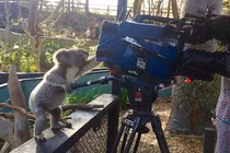 Khó tin cuộc sống động vật “hòa thuận” với con người ở Australia