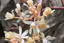 Điều đặc biệt loài phong lan lá biến thành vảy cực hiếm tại Quảng Trị