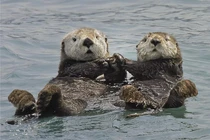 Loài rái cá luôn nắm tay nhau khi ngủ vì lý do... sinh tồn