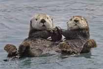 Loài rái cá luôn nắm tay nhau khi ngủ vì lý do... sinh tồn