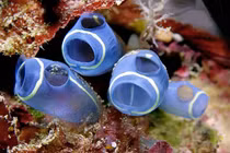 Ghê rợn loài động vật dễ thương tự ăn não để phát triển