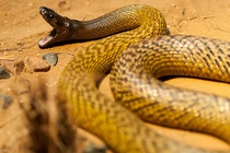 Kinh hãi loài rắn cực độc: Một nhát cắn giết chết 100 người! 