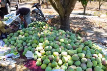 Hai số phận của xoài: Nam ế rụng đầy vườn, Bắc đắt hàng giá cao