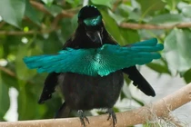 Sốc toàn tập khi thấy những loài chim hình dáng kỳ dị nhất hành tinh