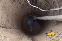 Thấy thú lạ khi đào giếng, dân làng hốt hoảng: "Báo chính quyền ngay!"