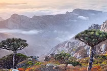 Kỳ lạ quần đảo chứa đầy loài thực vật của “người ngoài hành tinh“