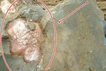 Cuốc nhầm tảng đá, chàng trai vỡ òa phát hiện "báu vật" bên trong 