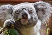 Ngoài ốc sên, nhiều loại động vật “sống chậm” tới mức... chẳng sợ ai