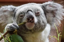 Ngoài ốc sên, nhiều loại động vật “sống chậm” tới mức... chẳng sợ ai