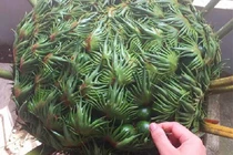 Loài hoa quý có vẻ ngoài ghê rợn, chục năm mới nở một lần