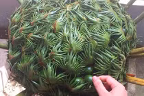 Loài hoa quý có vẻ ngoài ghê rợn, chục năm mới nở một lần