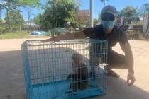 Điểm đặc biệt của khỉ đuôi lợn... người dân Huế chuộc thả về rừng?